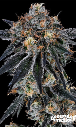 <p>Blue Fumez <br> <span class="smaller-text">(Jumpshot x RS11)</span></p>