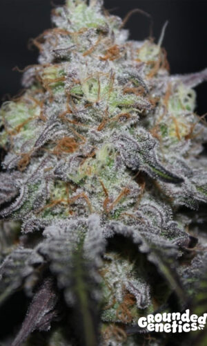 <p>Offshore <br> <span class="smaller-text">(RX11 x [Zkittlez x Shoreline])</span></p>