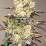 <p>Vitamin Z <br> <span class="smaller-text">(Zunami x Z Road)</span></p>