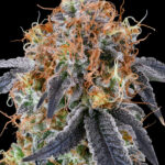 <p>Zilk Road <br> <span class="smaller-text">(Ozark x Z Road)</span></p>