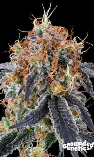 <p>Zilk Road <br> <span class="smaller-text">(Ozark x Z Road)</span></p>