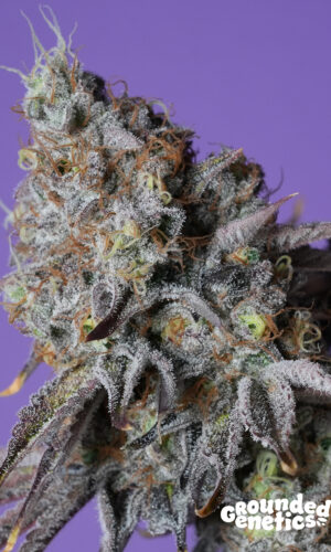 <p>Zerberry <br> <span class="smaller-text">(Zunami x RS11)</span></p>