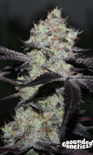 <p>Zwisher <br> <span class="smaller-text">(Swoosh x [Zkittlez x Shoreline])</span></p>