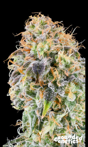 <p> Zkunk <br> <span class="smaller-text">(Exodus Cheese x Zunami)</span></p>