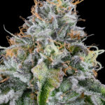 <p> Easy Money <br> <span class="smaller-text">(OZ Kush x Zunami)</span></p>