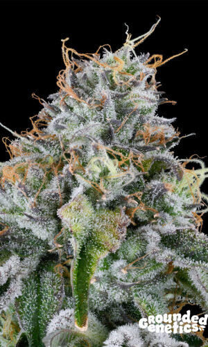 <p> Easy Money <br> <span class="smaller-text">(OZ Kush x Zunami)</span></p>