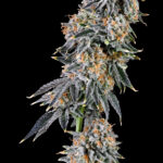 <p> Rainbow Fuel <br> <span class="smaller-text">(Gary Payton x Zunami)</span></p>