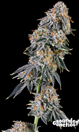 <p> Rainbow Fuel <br> <span class="smaller-text">(Gary Payton x Zunami)</span></p>