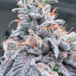 <p>Swoosh <br> <span class="smaller-text">(Jumpshot x Ozark)</span></p>