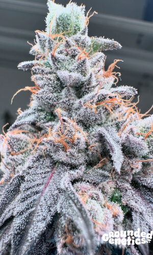 <p>Swoosh <br> <span class="smaller-text">(Jumpshot x Ozark)</span></p>